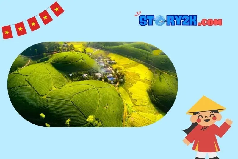 Đồi chè Long Cốc