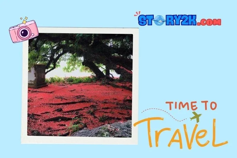 Quần thể Lộc Vừng ở Cẩm Khê