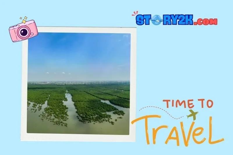 Rừng ngập mặn xã Đại Hợp