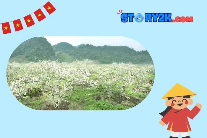 Thung lũng mận Nà Ka
