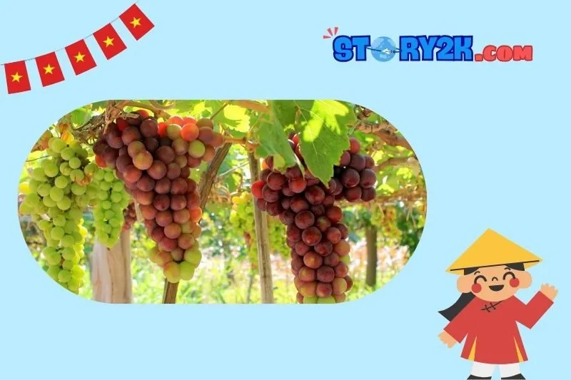 Vườn nho Ninh Thuận