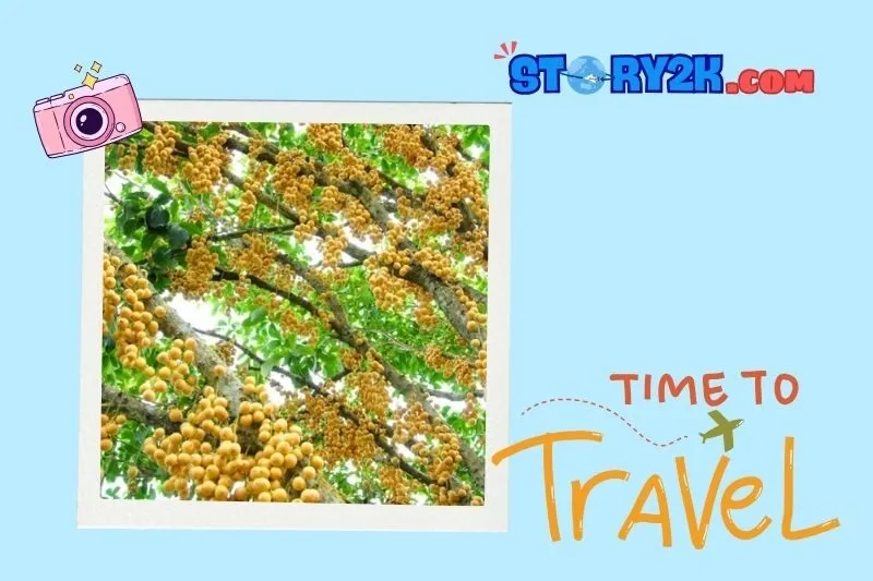 Vườn trái cây Gò Chùa